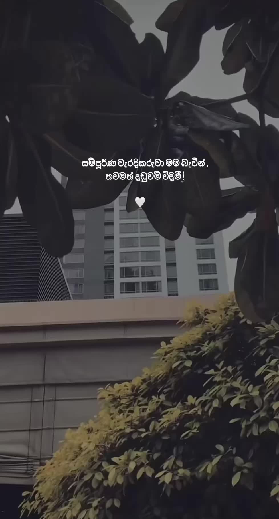 @вloѕѕoм 🤍