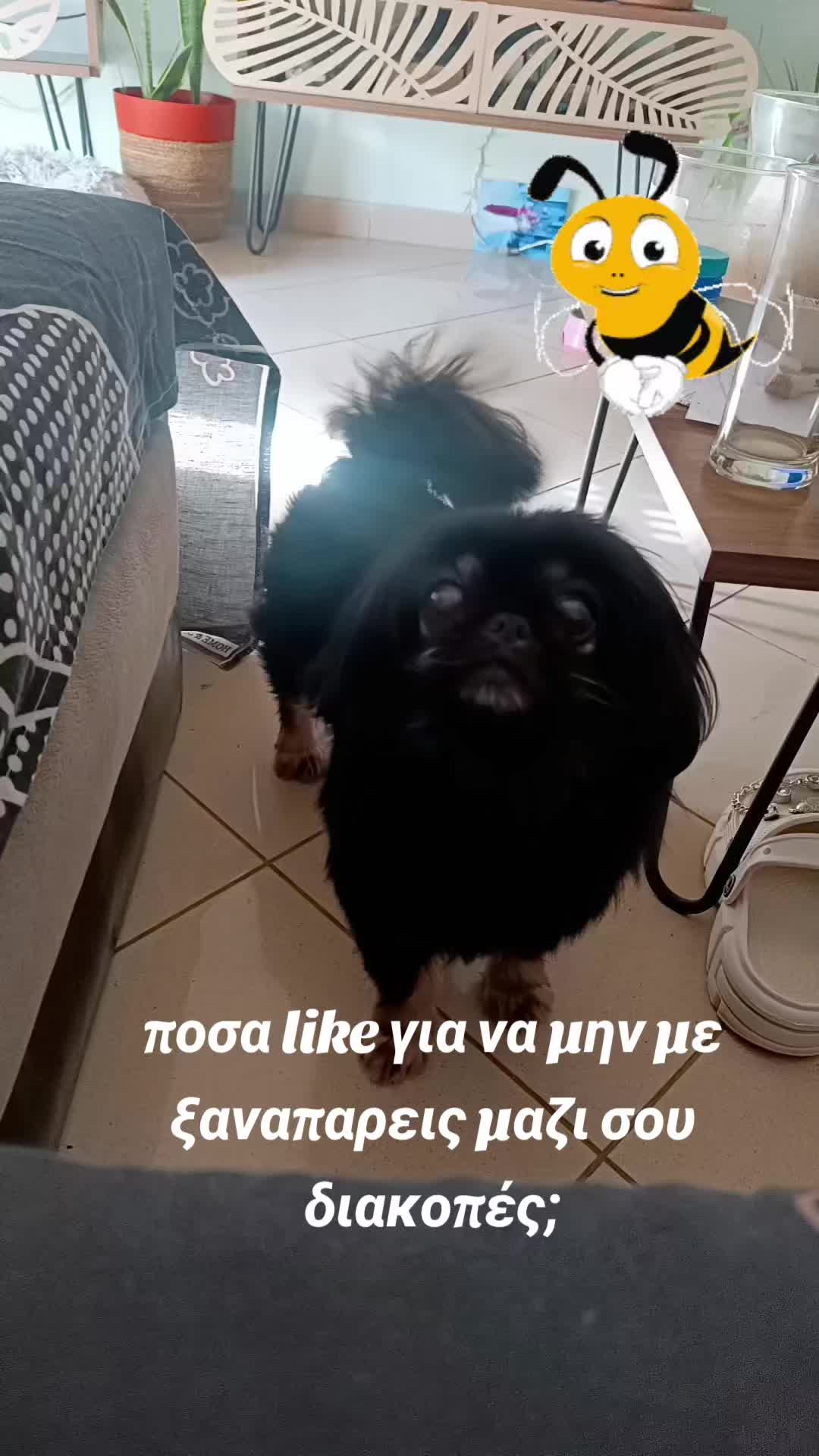 @Magky 🐶