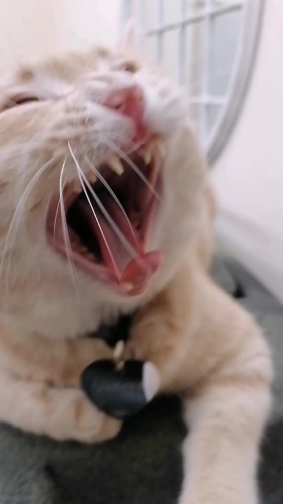 @Gandalf the Cat