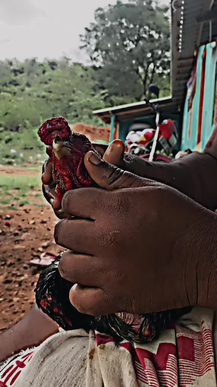 @Trinco_Seval_Boy_2