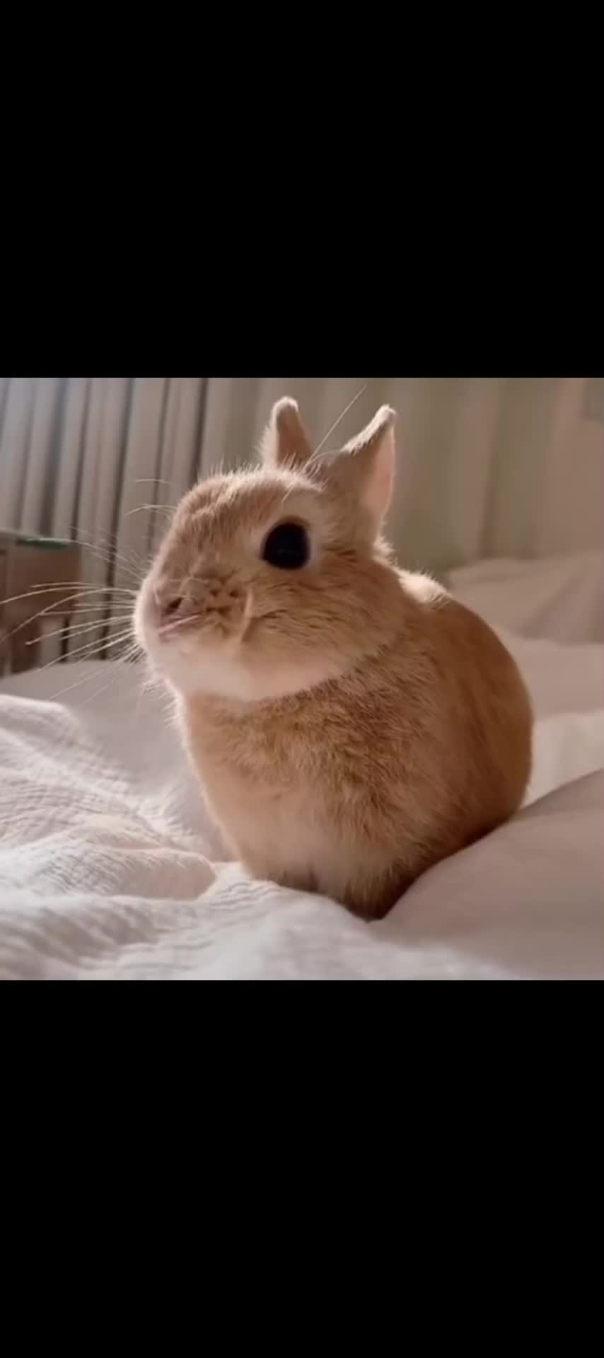 @I like bunnies
