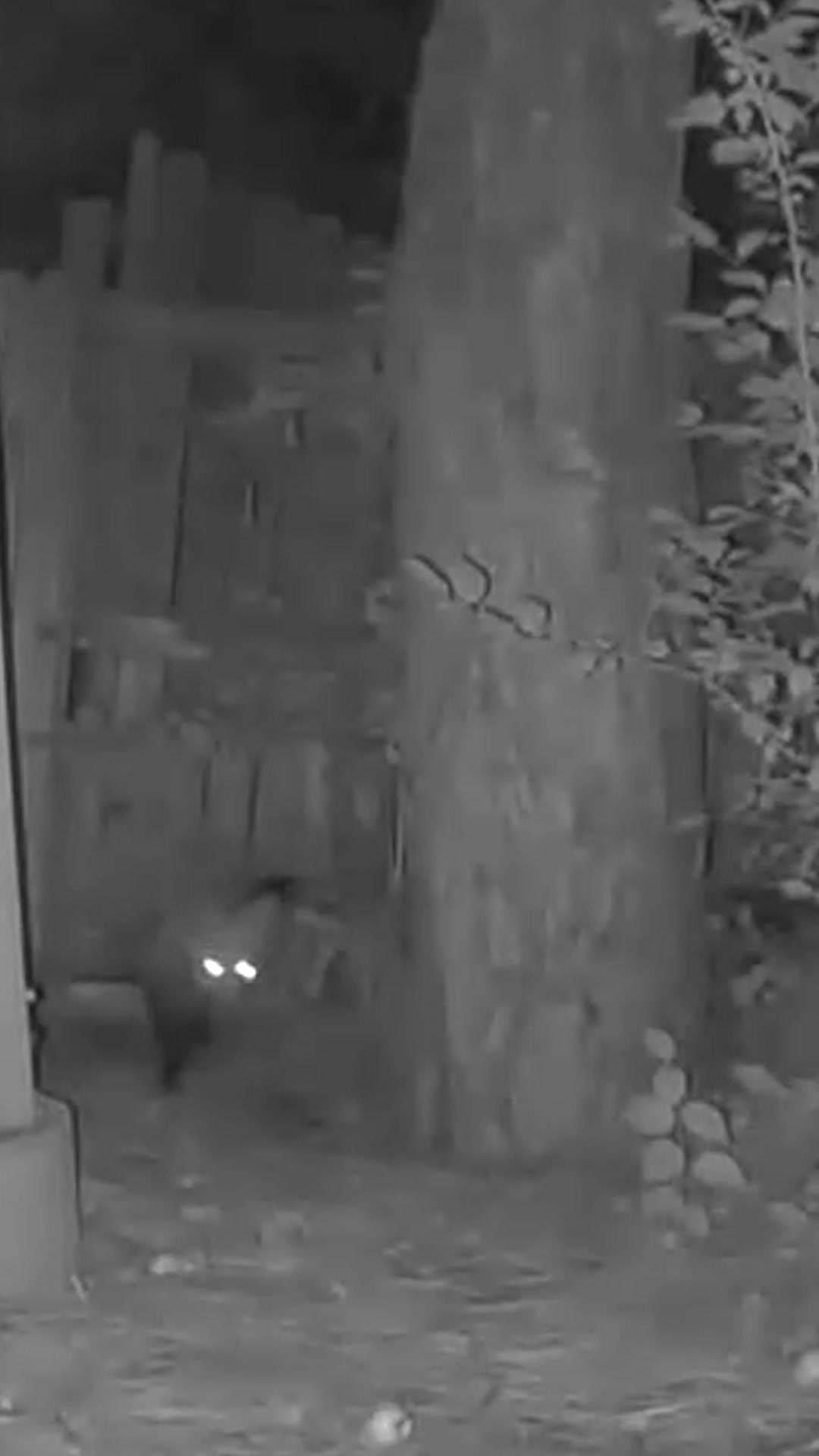 @F🦊XSEE👀Footage🎞️