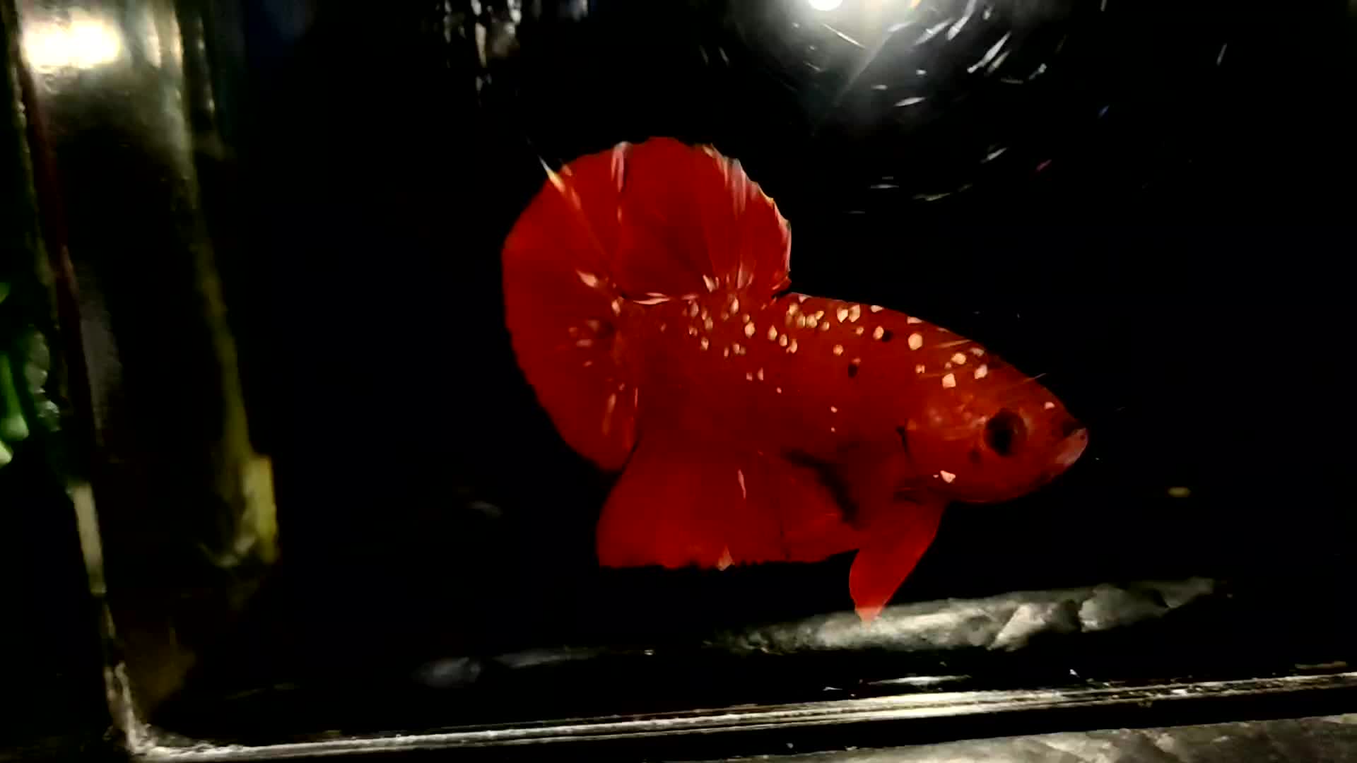 @aman fish