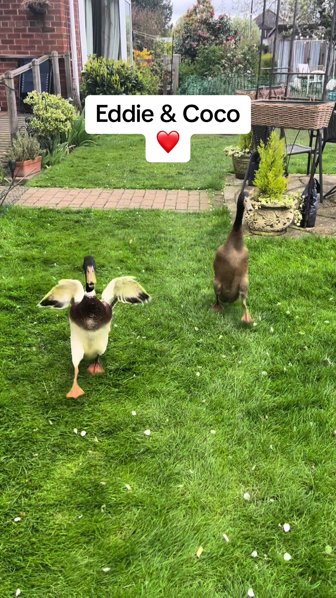 @Crazy Duck UK
