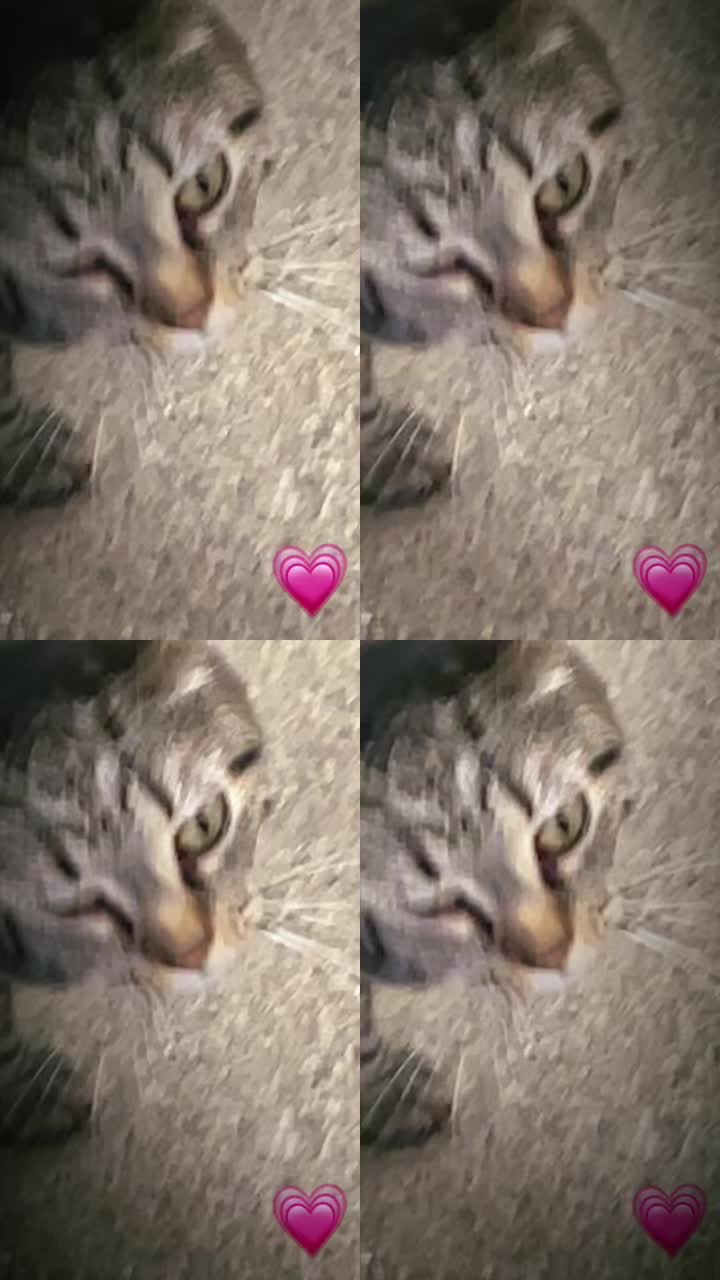@dandysworldfan_boxten
