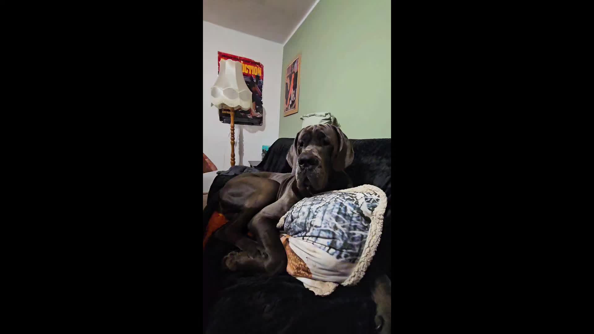 @Dog Niemiecki Benek
