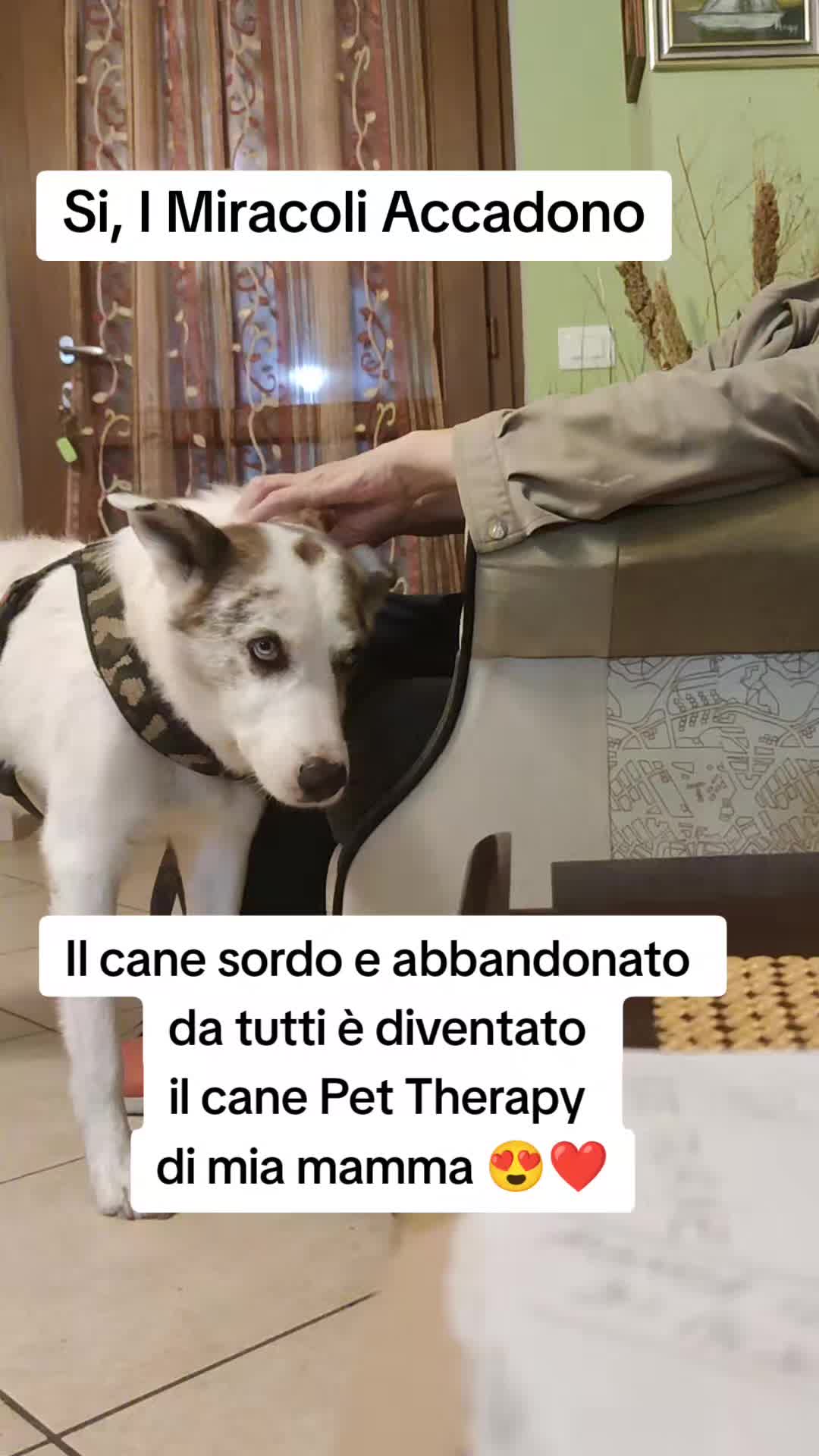 @ho.adottato.un.canesordo