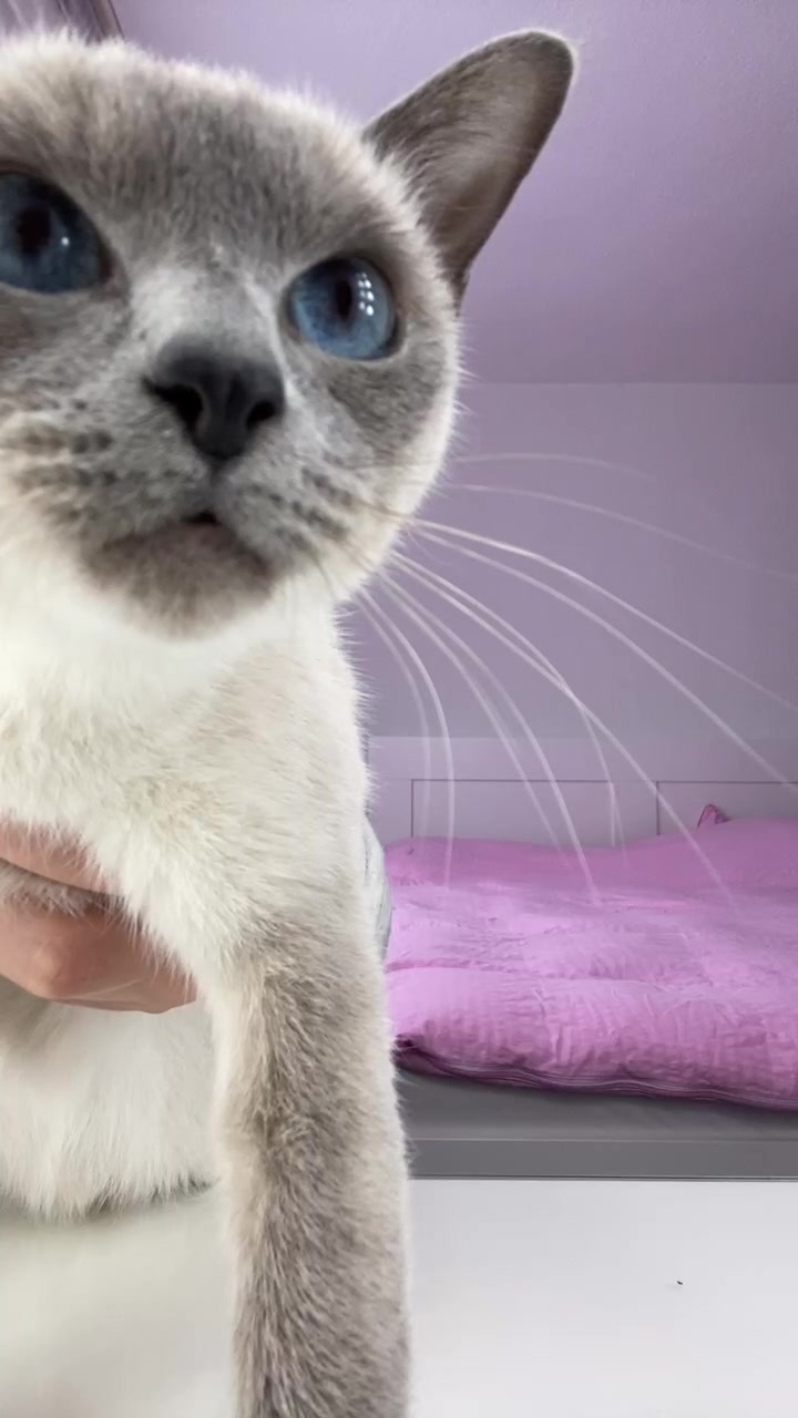 @TugbasCats