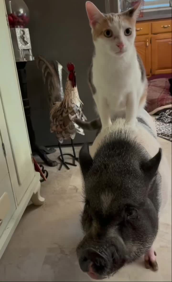 @Amy’s Acres Rescue/Sanctuary🐽