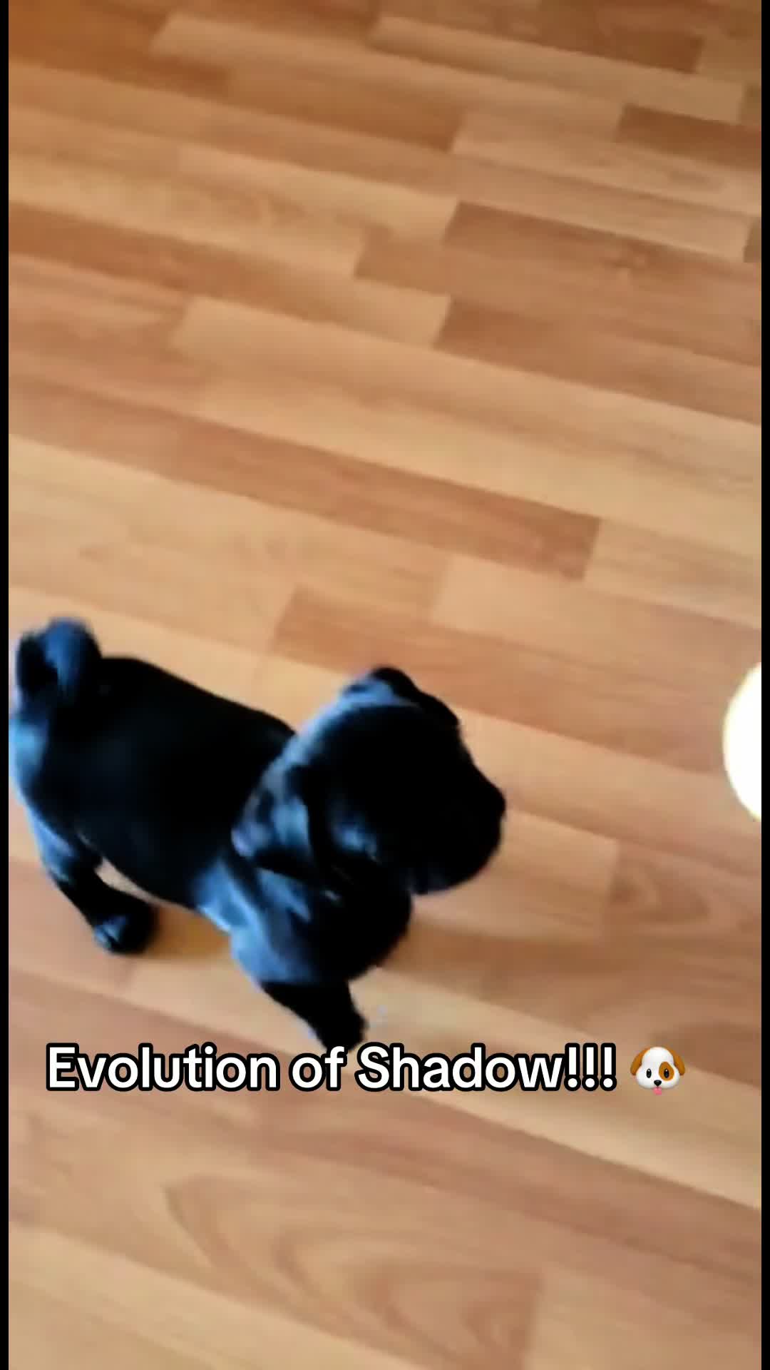 @Mr Shadow