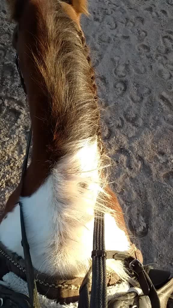 @Pony.gruppe❤️✨