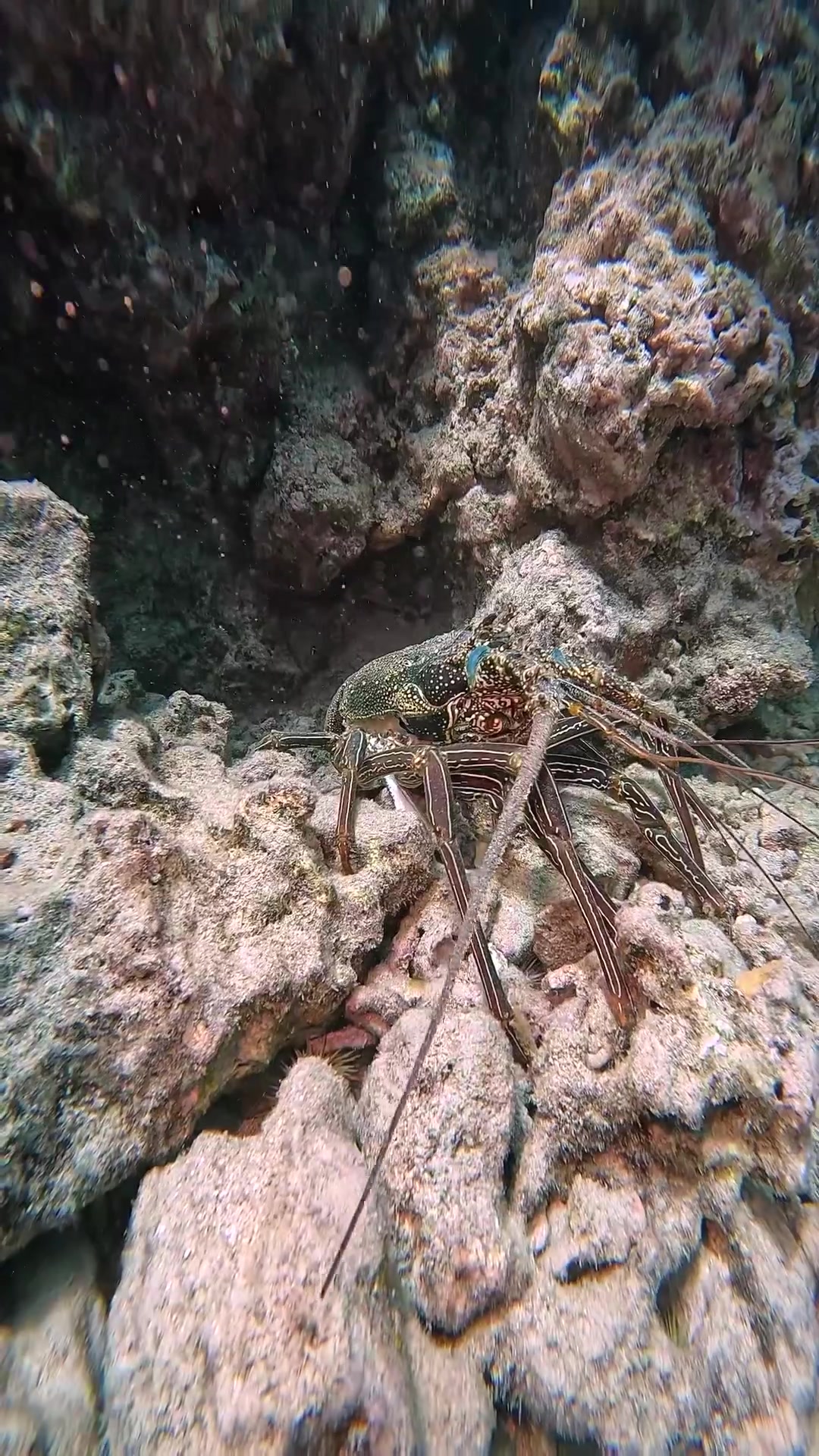 @Sky | Underwater Photographer
