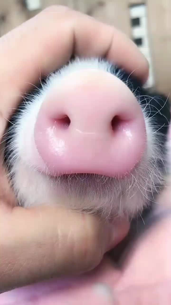 @chenyang