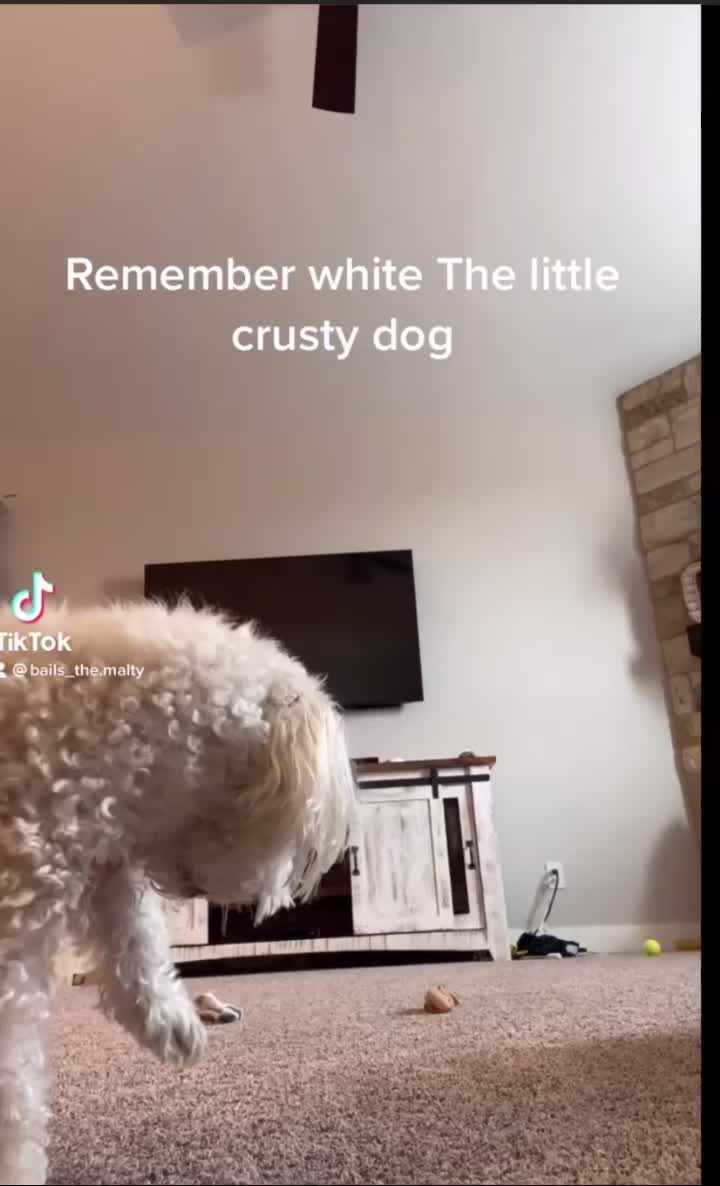 @Just a girl and her dog