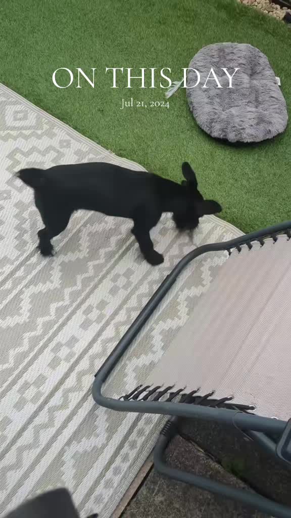 @Darcie the Jackapoo