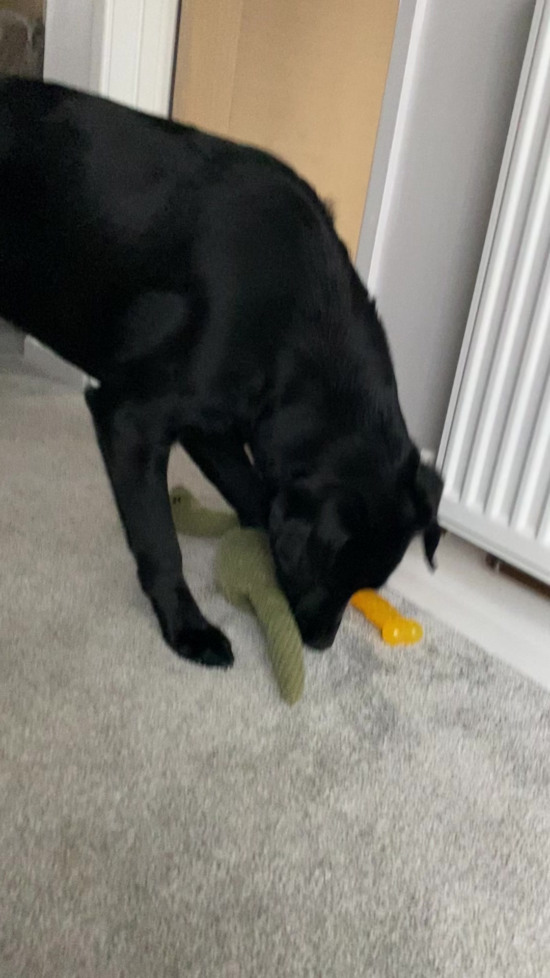 @Ruperttheblacklab