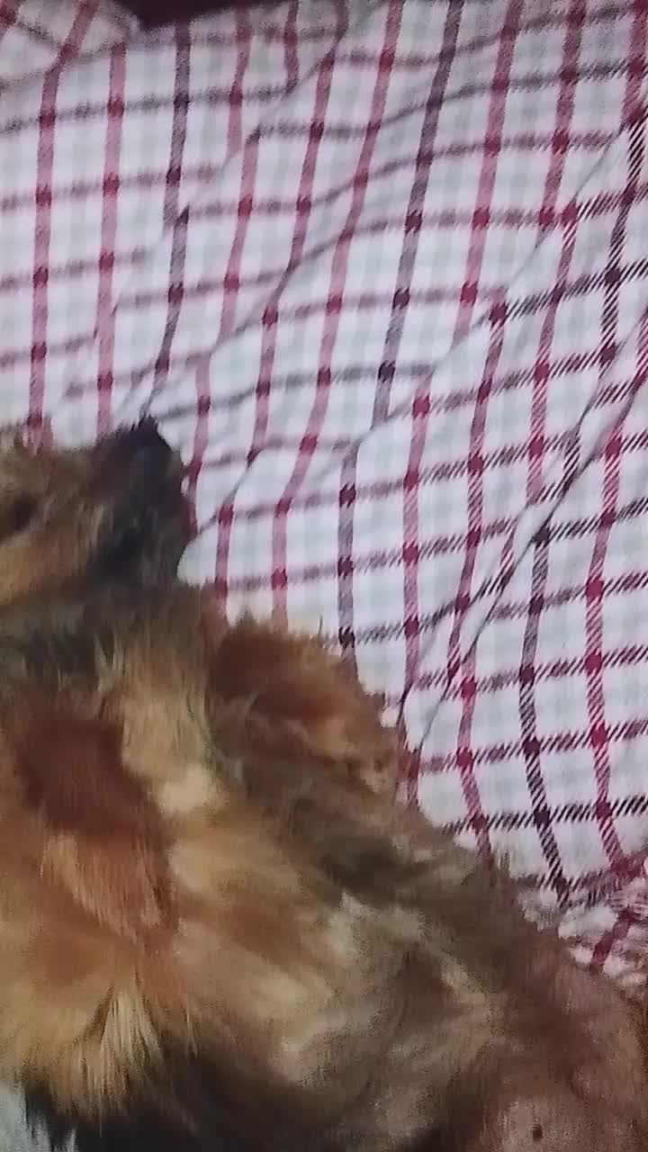 @petfamily4