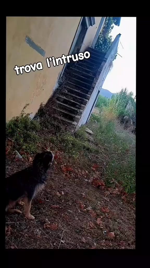 @Taulaus