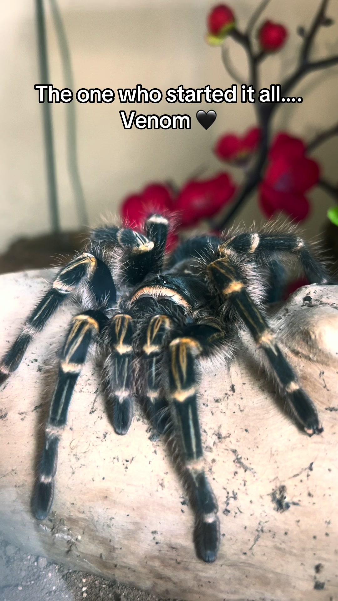 @The Tarantula twins 🕷️