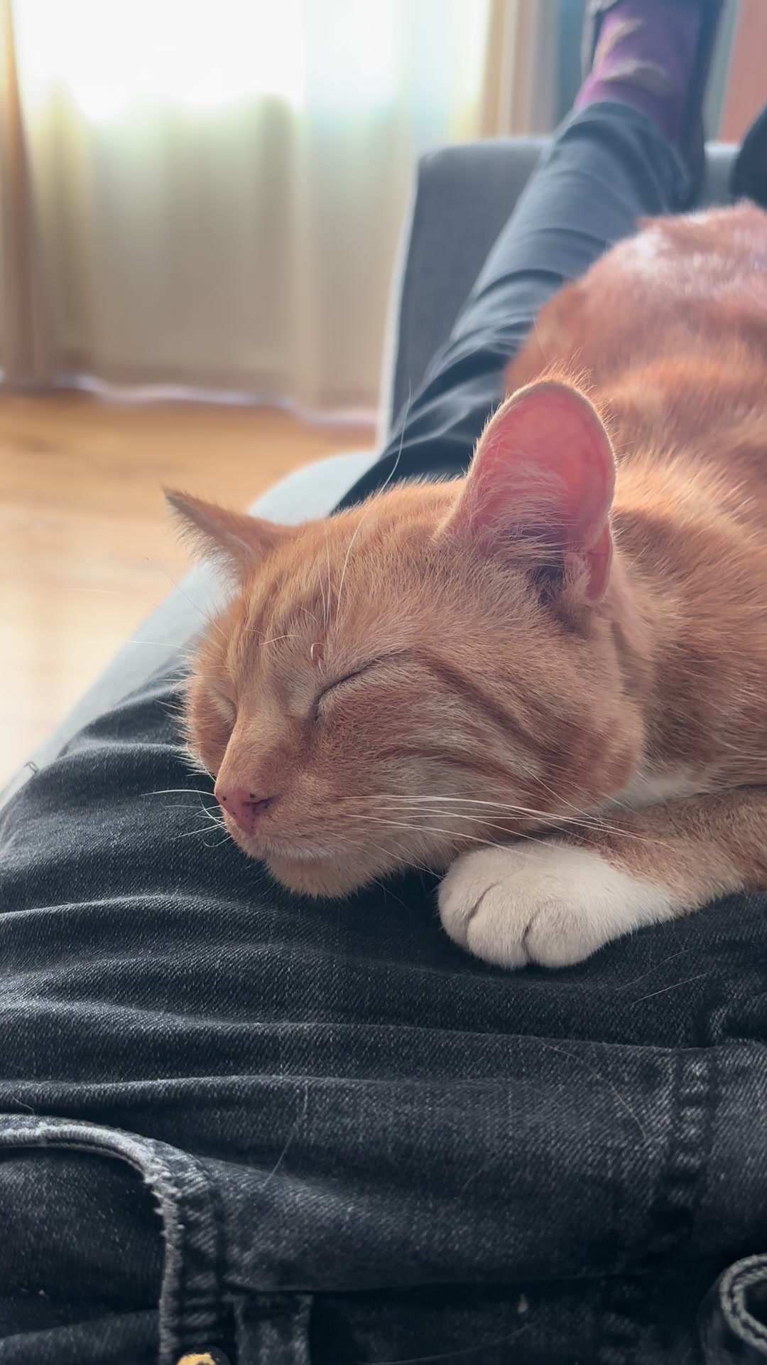 @Freddie the orange cat