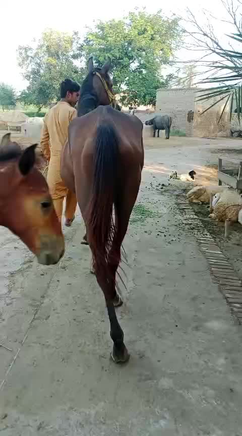 @Only Horse Video 🐴🐴
