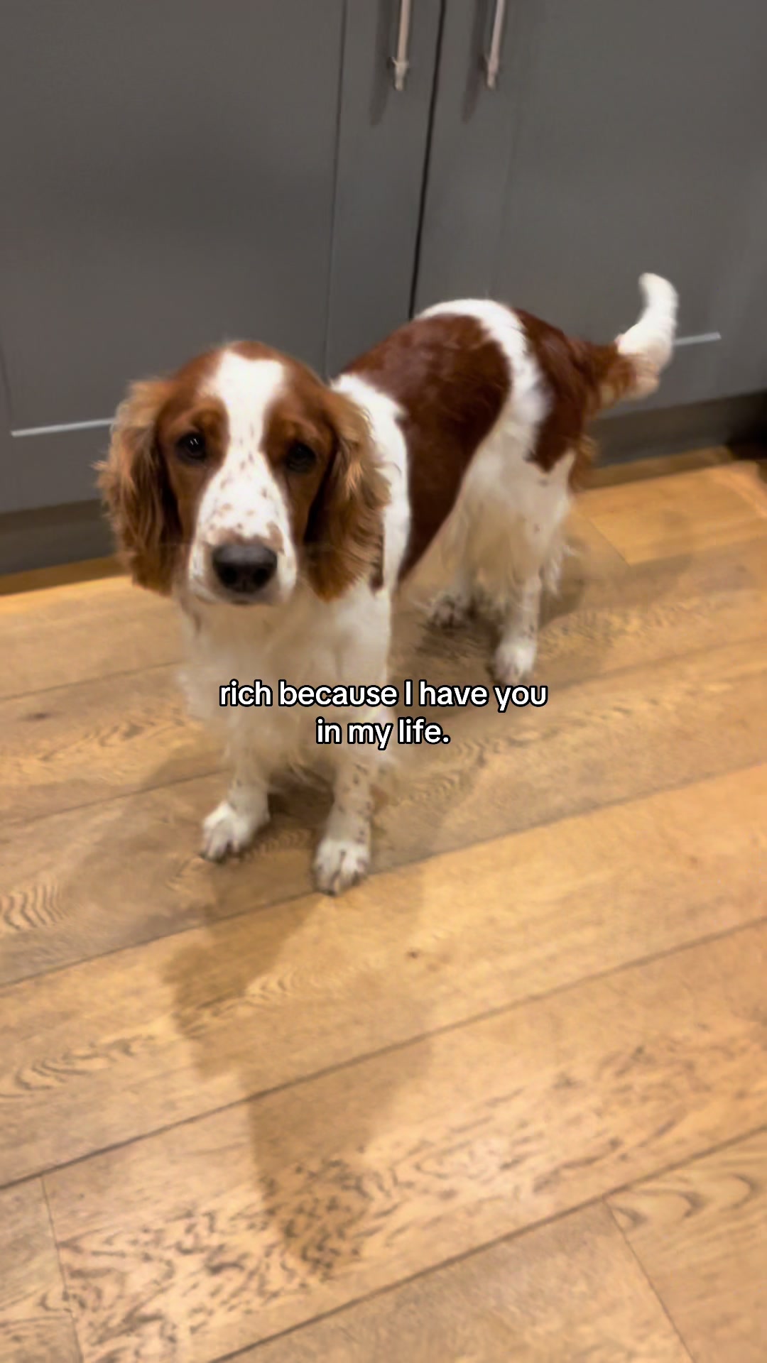 @nellie.the.welshie 🐾