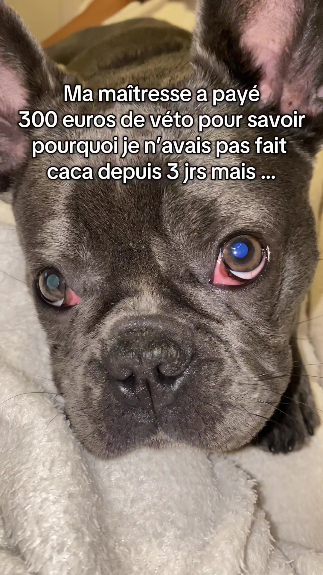 @Sunny Le Frenchie 🐾🌞
