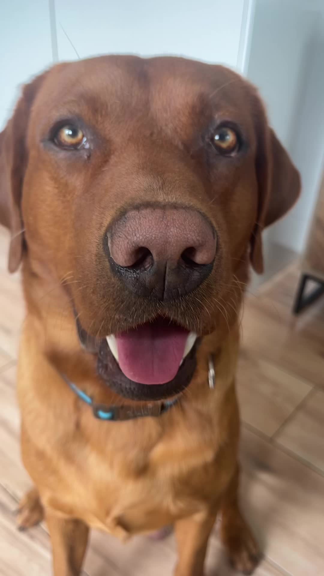 @Rolo🦮 fox red lab🐾🧡