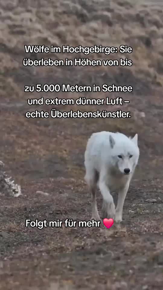 @Schutz für Wolf und Weide 🇦🇹