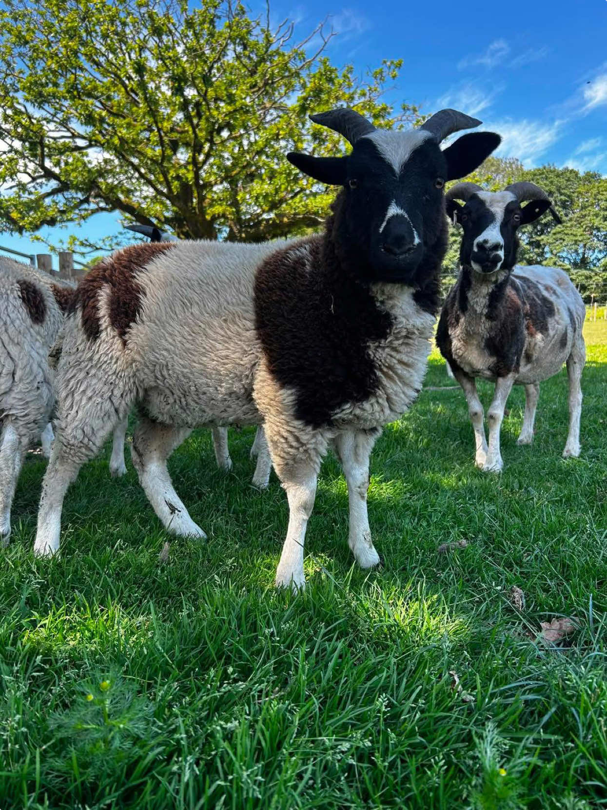 @Smithills Open Farm