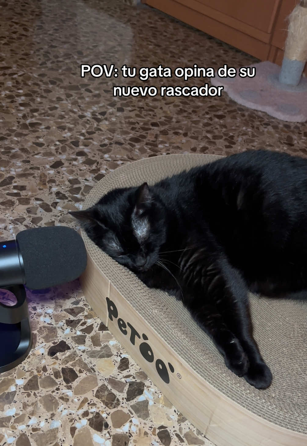 @BlackCatsMatter
