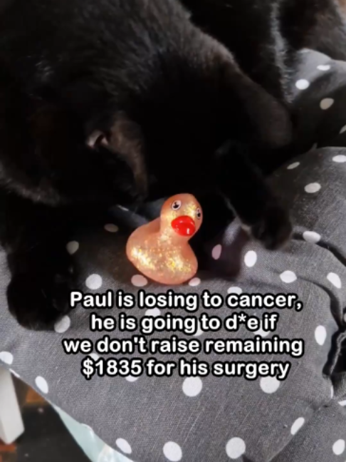 @Saving Paul the brave Cat!