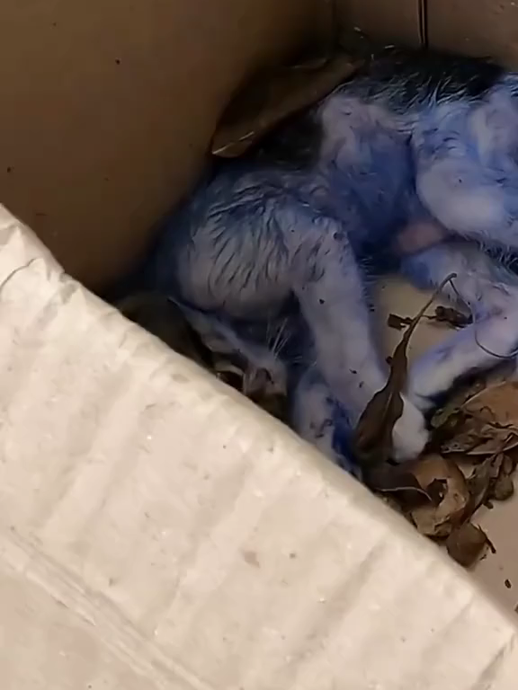 @Klinik f&uuml;r Kleintiere