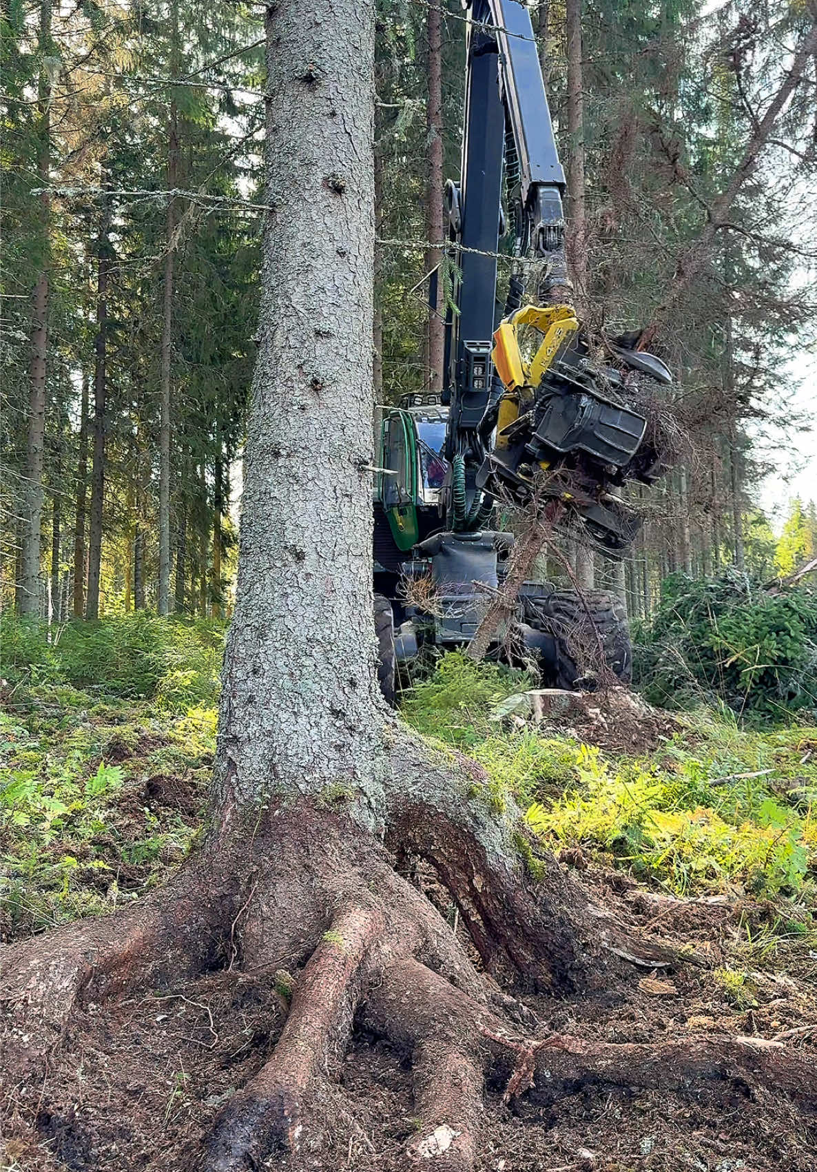 @Metsätalous