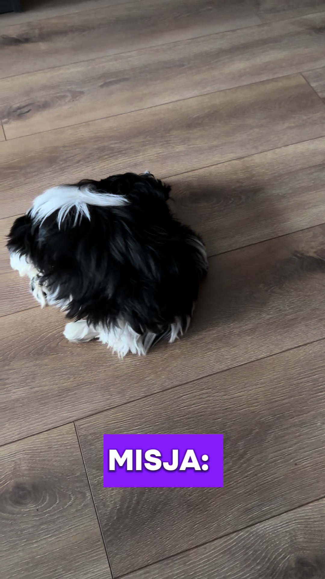 @Cleo shih-tzu