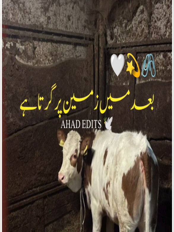 @I love Baba Jaan