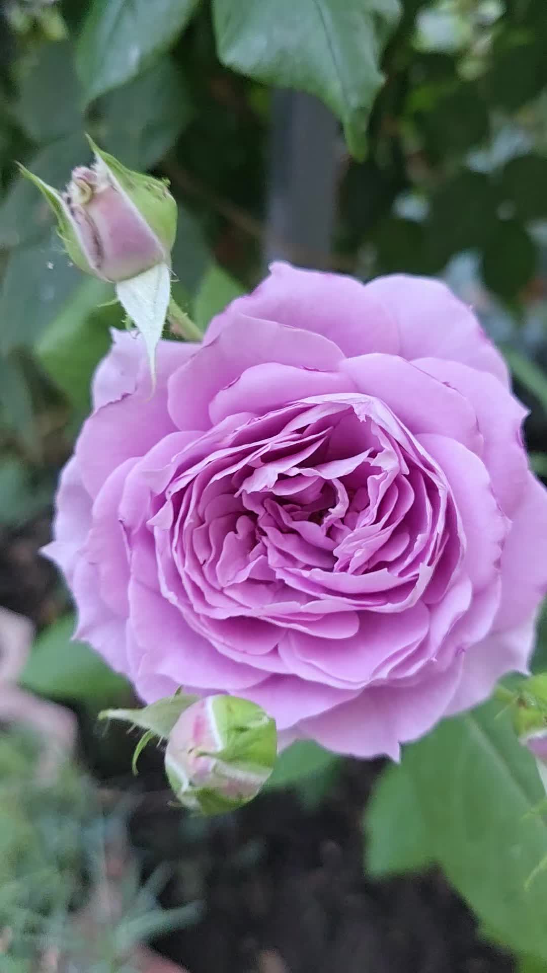 @🧚♀️🦋Camelia-Maria🦋🧚♀️