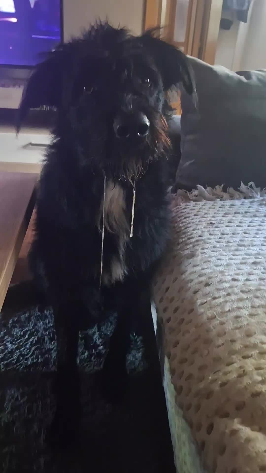 @Strobelmix Frauchen