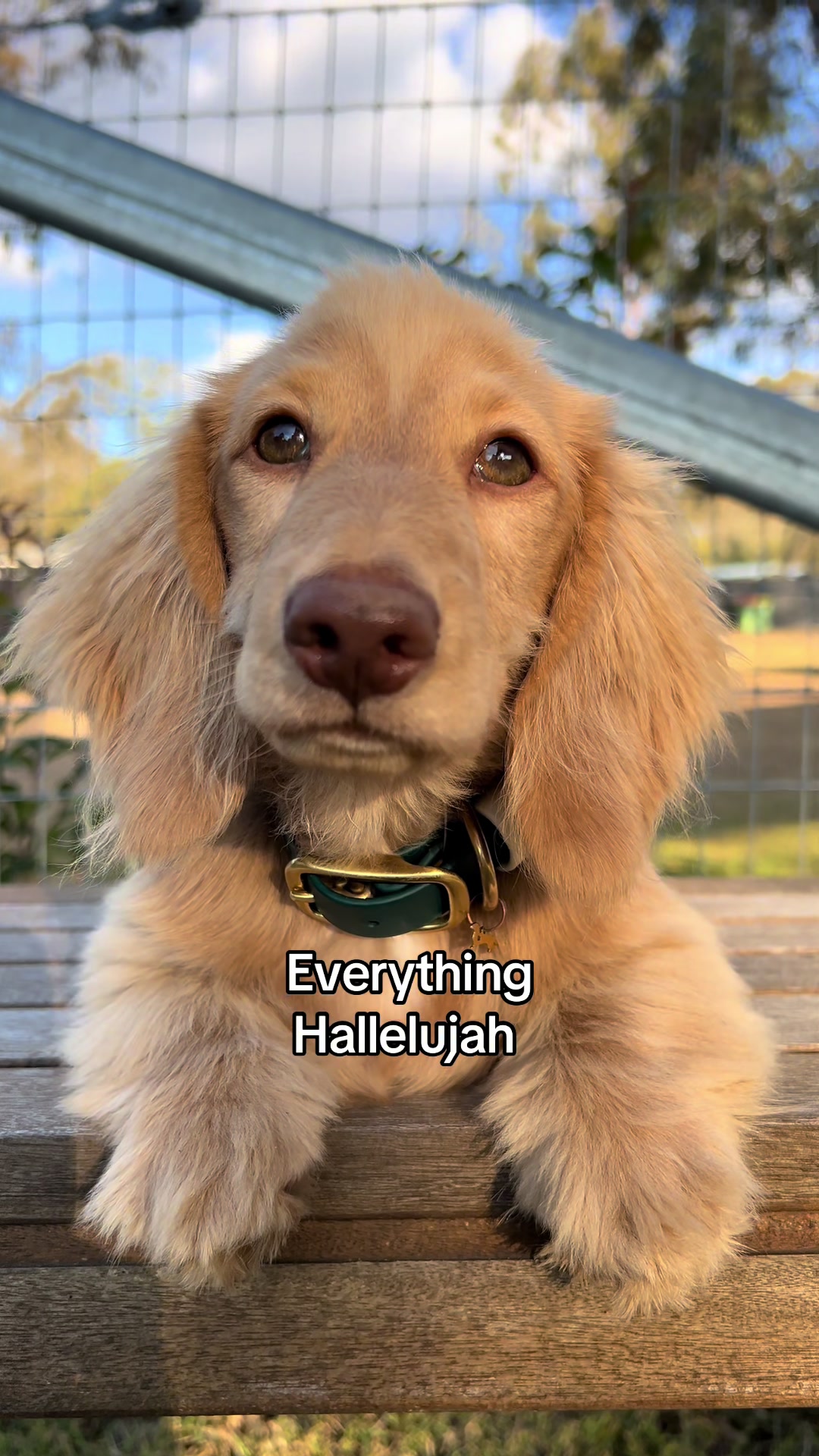 @Dachshund Dynasty