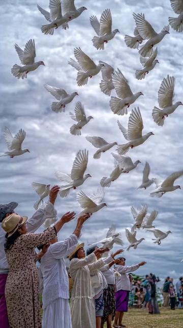 @White Dove Release Philippines