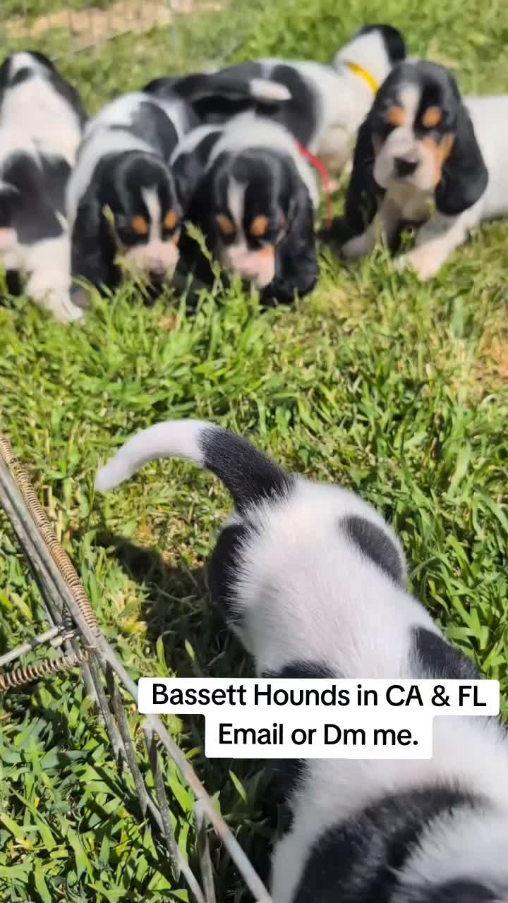 @Home Of All Basset Hound Pups
