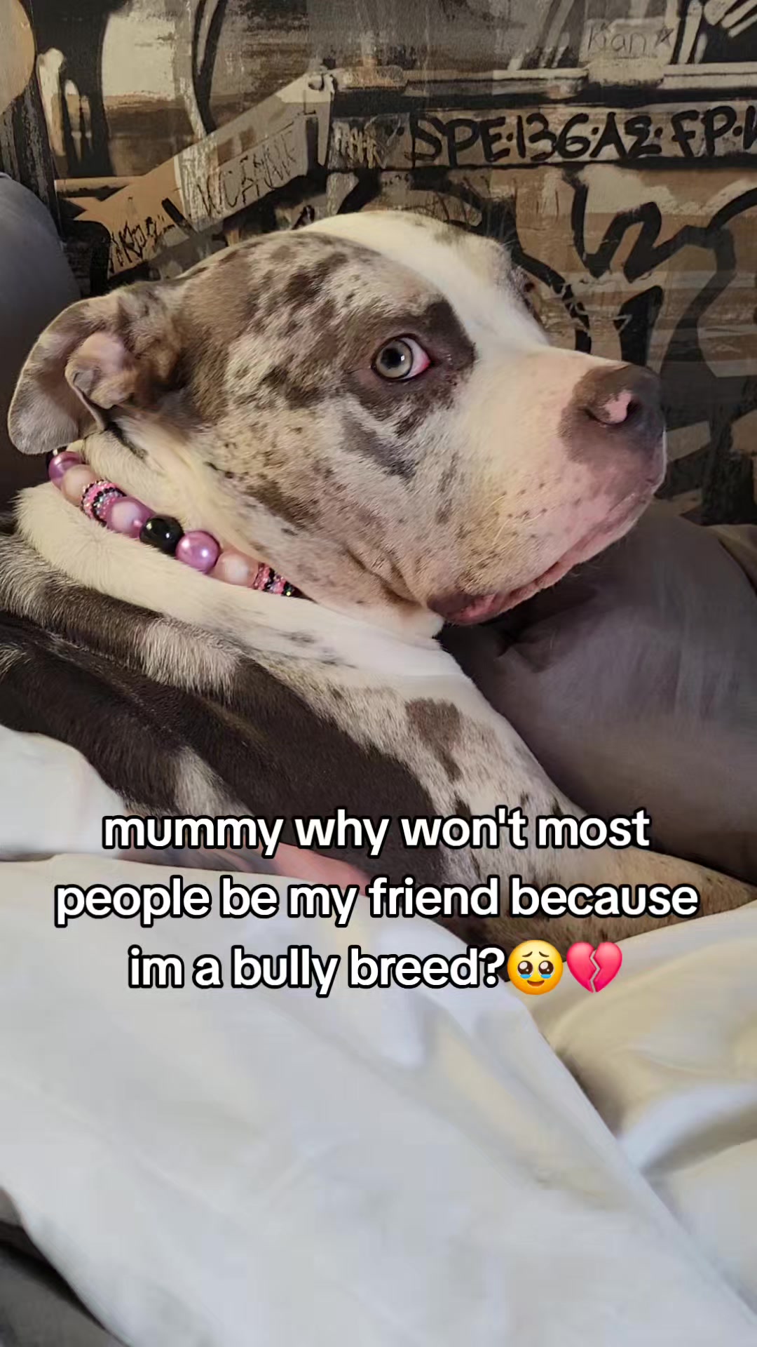 @kirsty+starlight the xl bully