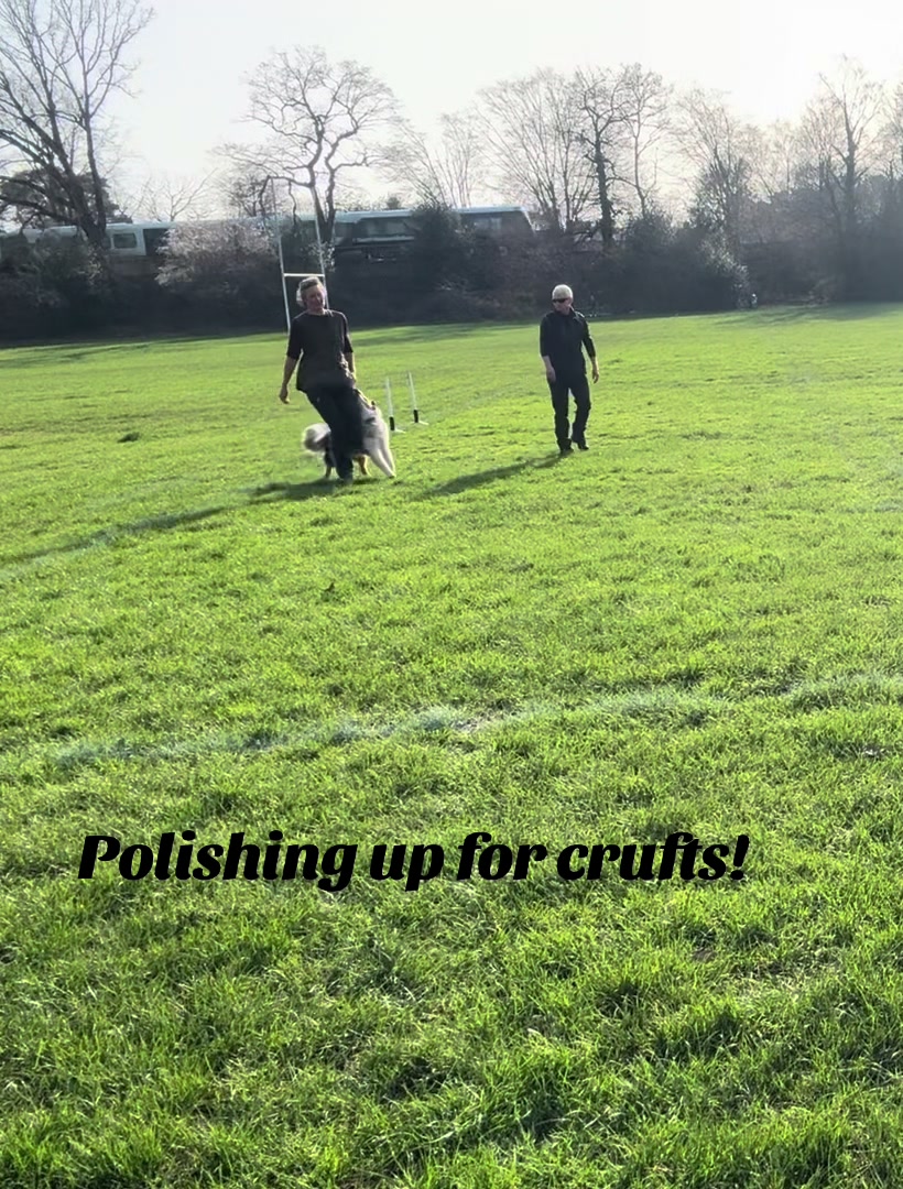 @thedogsportscoach