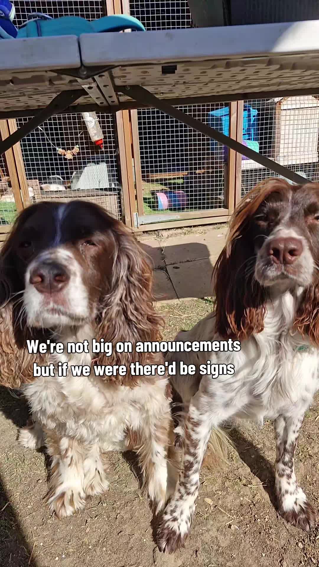 @Cocoa and Forrest 🐕&zwj;🦺🐩