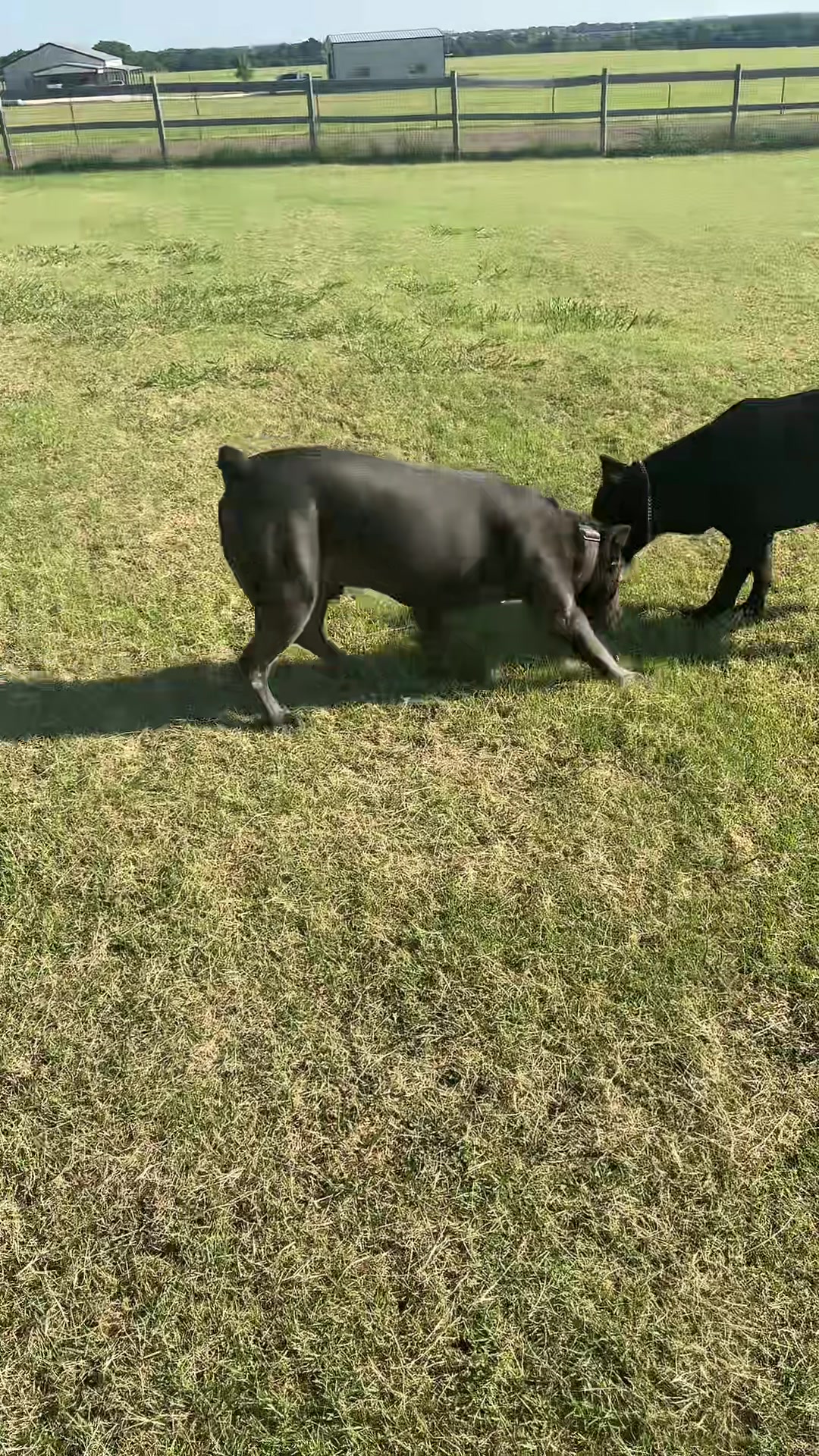 @AandMCaneCorsos