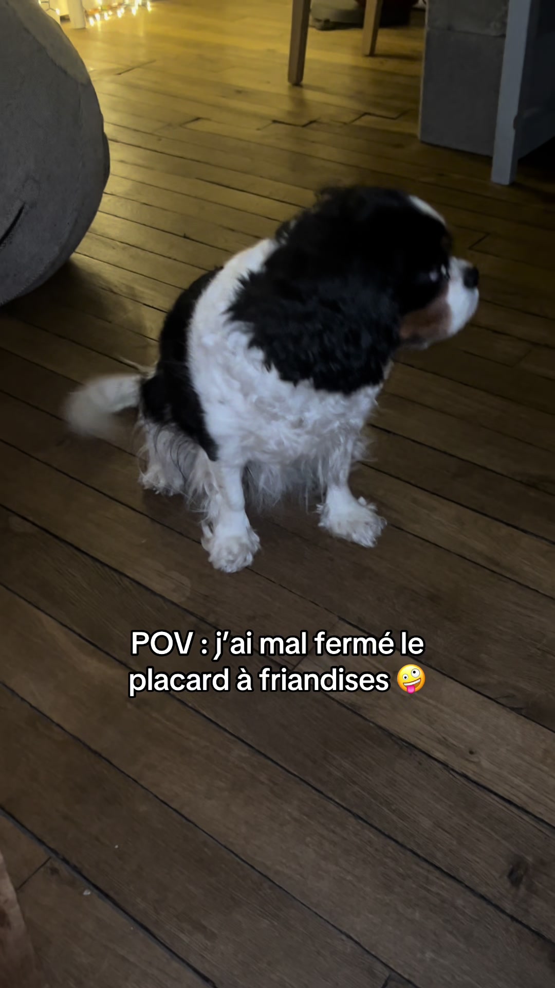 @Cavalier King Charles