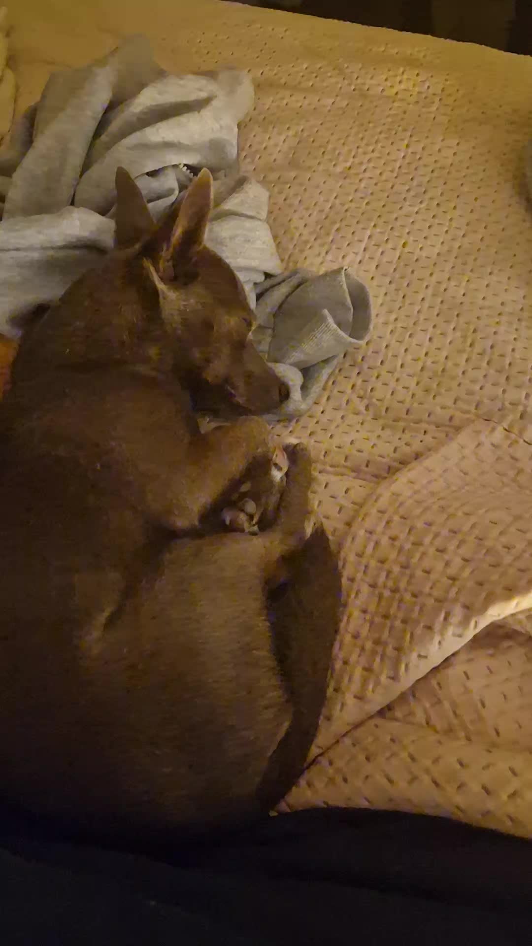 @Stéphy🐕🩷🤍🐶