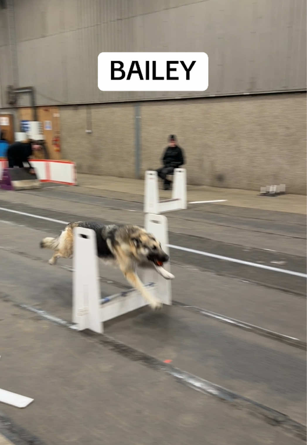 @Pawsitivity Flyball Team
