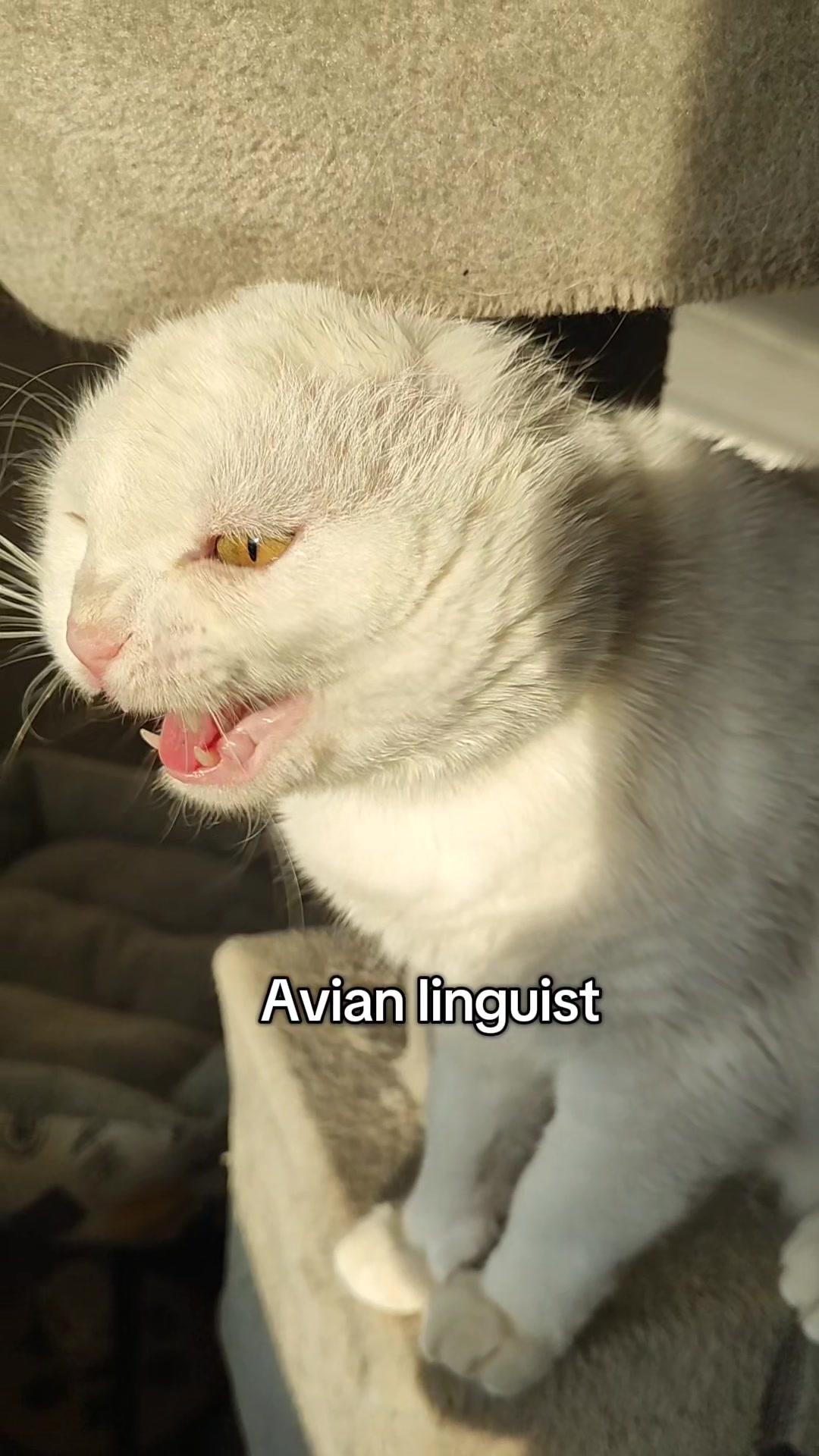 @Fluffy and Pixie