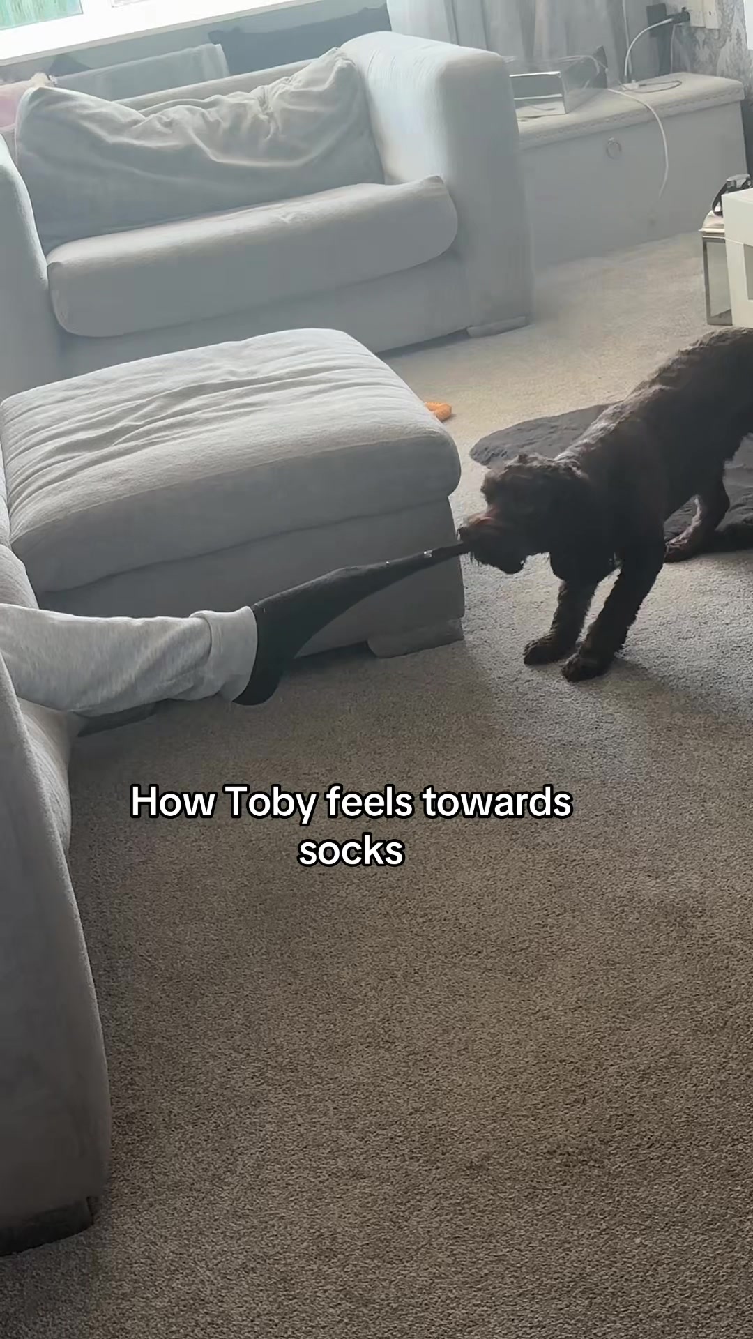 @Toby the Cockapoo & Bobbi Lou